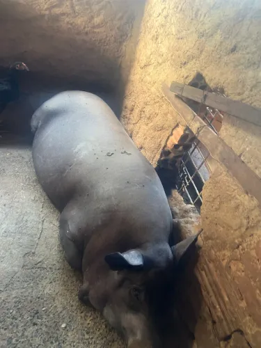 Porco caipira