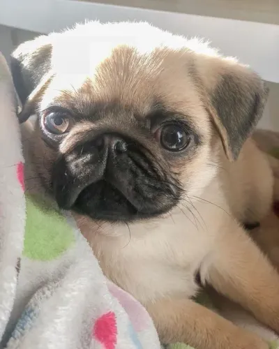 Filhote de Pug vai ser seu melhor cofidente 