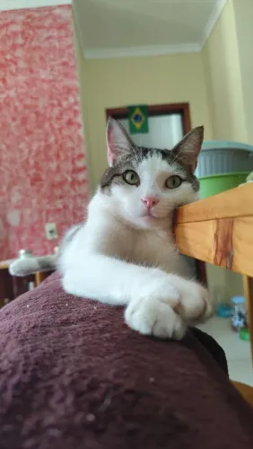 Gato Adulto e Castrado para Doação 