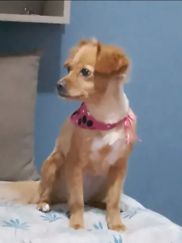 Cachorrinha para adoção