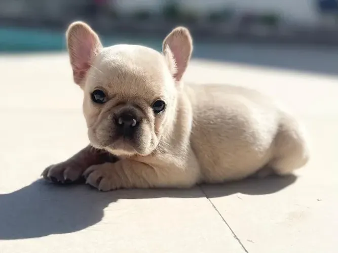 Bulldog frances Todas as raças com ganratia total de saude e veterinario gratuito.