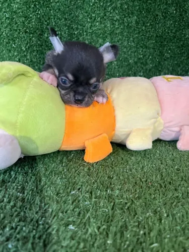 Chihuahua filhote disponível