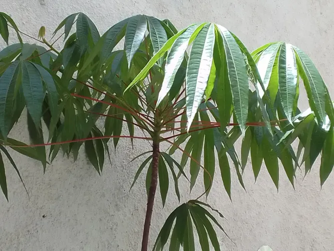 Planta - Mandiocão / Mamoeiro-do-matoPlanta - Mandiocão / Mamoeiro-do-mato