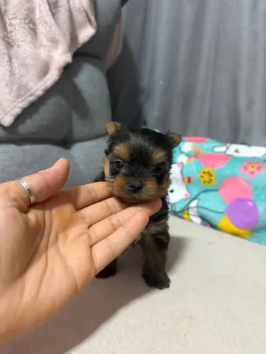 YORKSHIRE TERRIER MICRO