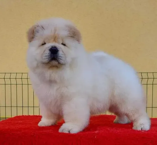 Chow CHow O Cão Perfeito para Quem Busca um Amigo Fiel!