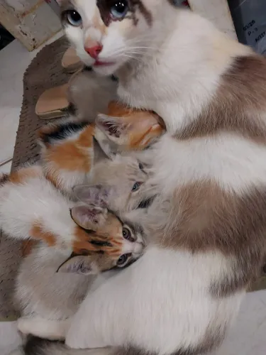 Doa-se gatinhos fofinhos