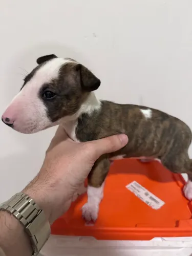 BULL TERRIER