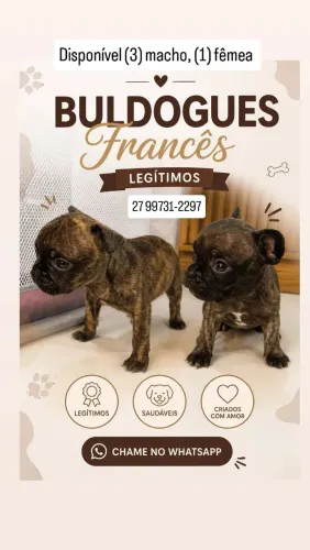 Filhotes de buldogues Francês disponíveis 