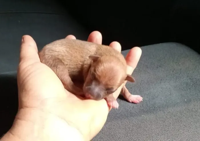Pinscher a venda são 2 fêmeas.