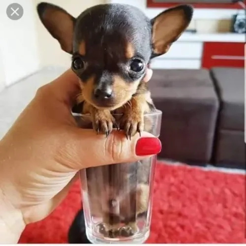 Pinscher/Pincher Cachorro Companheiro Nota Dez Macho e Fêmea com Pedigree