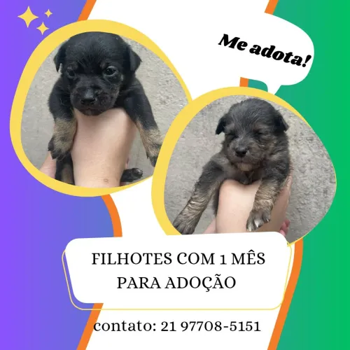 Adoção de filhotes de cachorro.