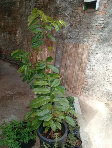 Mudas de graviola