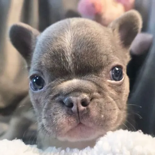 BullDog Francês: Com personalidade única