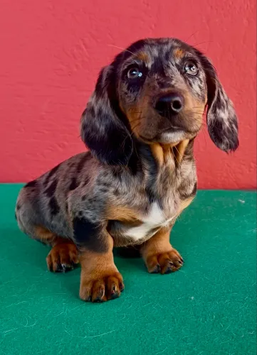 Fotos reais do filhote . Teckel arlequim. Pedigree 