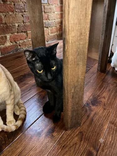 Doação de gatos criados dentro de casa, dóceis e amigos. Não adote, se não tem tempo!!!!