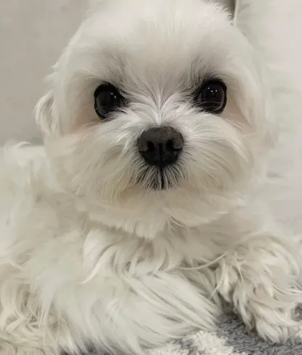Filhote maltês, Os melhores amigos têm quatro patas e um coração gigante!