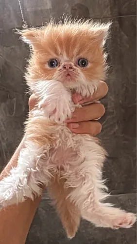 Gata Persa