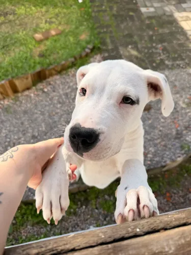 Dogo Argentino Fêmea 4 meses CBKC Pedigree