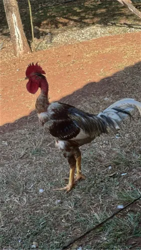 Vendo Galos e, frangos para abate!