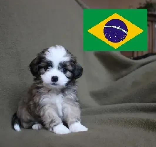 Shitzu com poodle oferta para alegrar sua copa do mundo aproveite opções apartir de 199