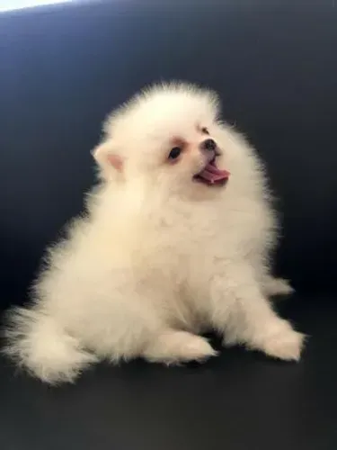 Spitz alemão anão- Fêmeas lindas com 55 dias, padrão maravilhoso da raça- Dani