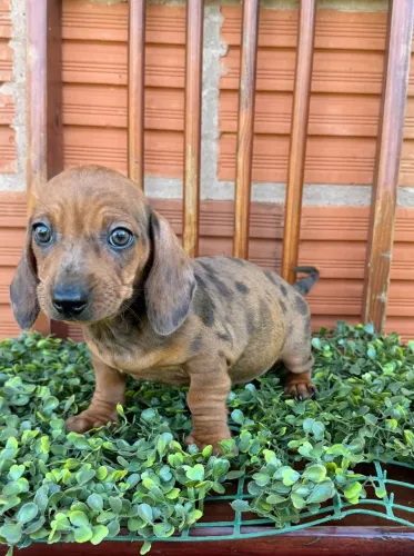 Basset dachshund teckel Cofap