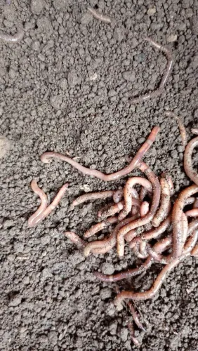 Minhocas brava puladeiras 