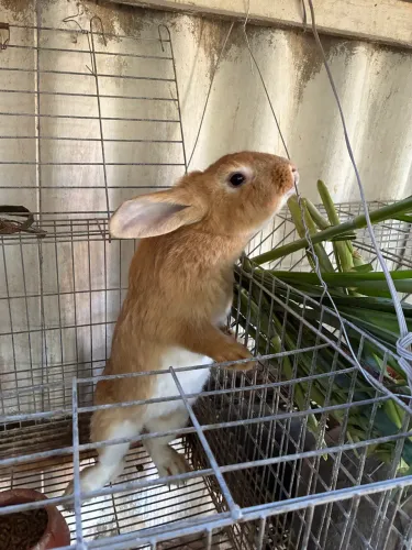 Coelhos