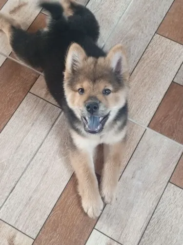 CHOW-CHOW (4MESES)