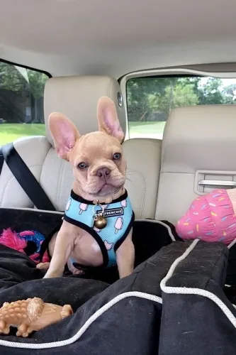 Bulldogue Francês - Uma Fofura Dessas Merece Estar Na Sua Shortlist
