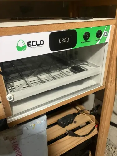 Chocadeira eclo 35 a 40 ovos disponível para venda 