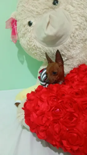 Vendo linda pincher fêmea 00