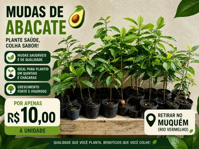 Mudas de abacate R$10 a unidade