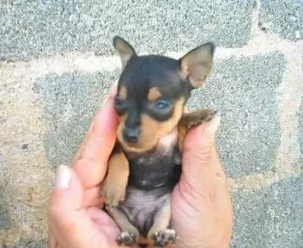 Pinscher 0 filhotes lindos e charmosos
