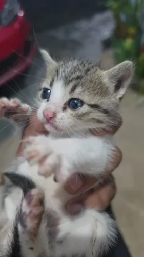 DOAÇÃO RESPONSÁVEL - GATINHA PRECISA DE UM LAR!