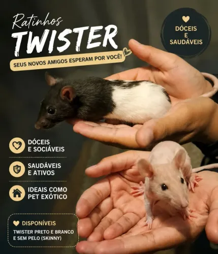 Ratos Twister