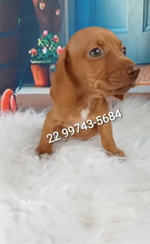 MINI TECKEL SALCICHINHA