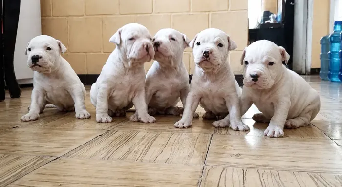 Filhotes Dogo argentino 