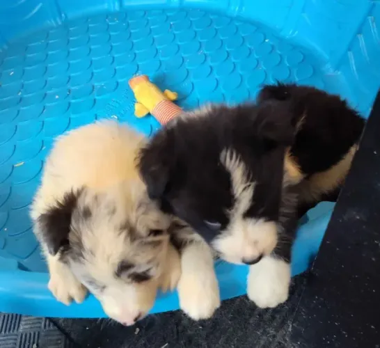 Filhotes de Border Collie | Encanto que não passa despercebido.