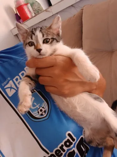 Gatos