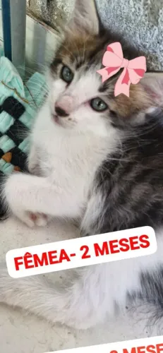GatinhA para ADOÇÃO 