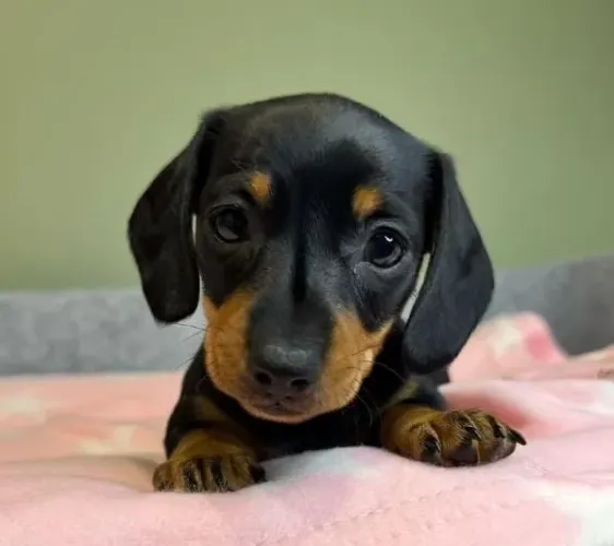 Basset Dachshund Mini Filhotes Maravilhosos.