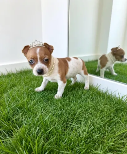 Pinscher Princesa de Porte Pequeno
