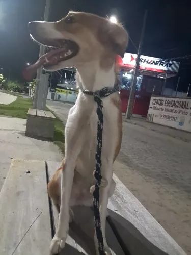 Adoção de uma linda cachorra