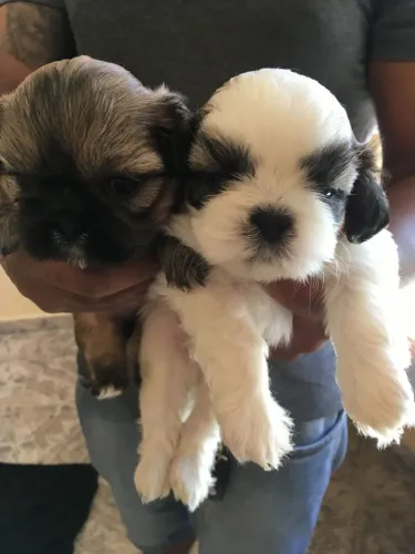 Lhasa Apso Com Um Carisma Natural E Marcante