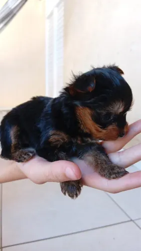 Yorkshire mini