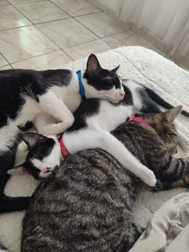 Doaçao de gatos