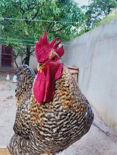 Vendo esse lindo galo caipira
