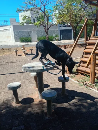 Pastor belga macho 1 ano e 3 meses muito manso tel 62- *