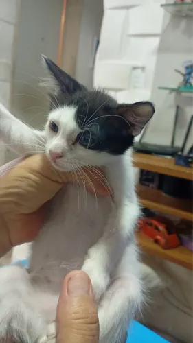 Adoção de gato faço entrega 